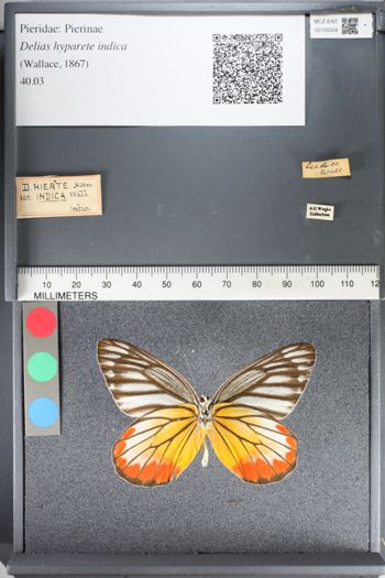 Media type: image;   Entomology 130504